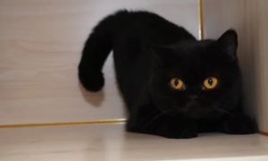 为什么黑色的猫咪白天很冷呢