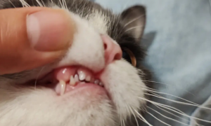猫咪为什么爱啃牙齿
