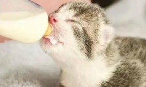 猫咪为什么要喂奶呢
