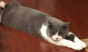 为什么猫咪趴在地上走