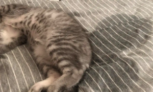 猫猫为什么喜欢尿床