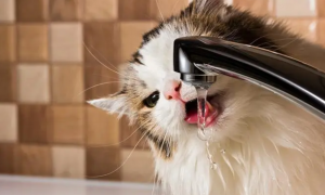 为什么猫咪喜欢喝热水