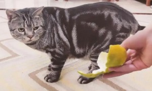 猫为什么特别讨厌橘子味