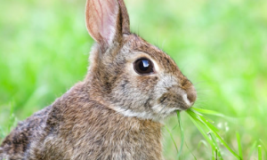 小兔子喜欢吃什么草