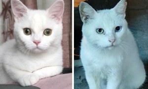英短纯白和田园白猫怎么区别