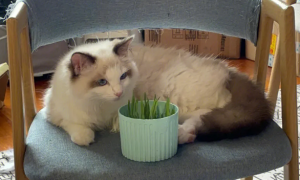 猫咪为什么吃酢浆草