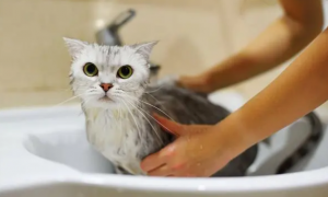 怎样给宠物猫洗澡