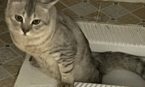 为什么猫咪喜欢卫生间