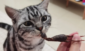 猫为什么吃鹌鹑