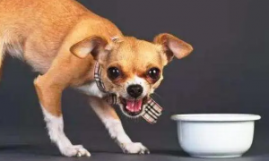 为什么狗狗吃饭会害怕呢怎么回事