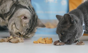 猫咪为什么喜欢青口贝的味道