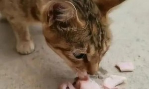 猫咪吃肉为什么放地上吃