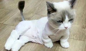 为什么猫咪要剪掉毛