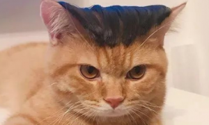 猫咪为什么怕人的头发呢