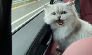 猫坐车像狗一样吐舌头喘气