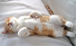 猫咪睡觉的时候有不同姿势是为什么