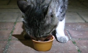 猫咪晚上为什么会饿死呢