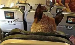 国际航班怎么带宠物上飞机