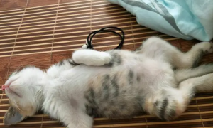 猫传腹睡觉姿势