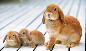 兔子把你当妈妈的表现