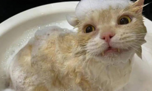 猫咪为什么能洗澡啊