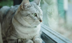 猫咪为什么坐着看窗外会叫唤