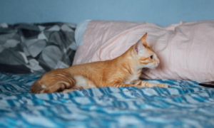 猫咪为什么突然咬枕头睡觉的原因
