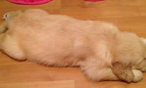 为什么狗狗一直趴在地板上