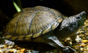 为什么很多人喜欢麝香龟