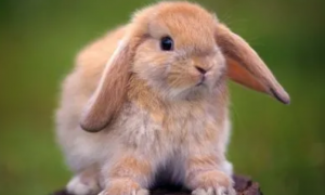 兔子为什么越养越凶