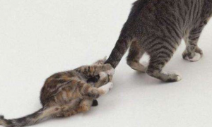 猫咪为什么喜欢抓别的猫的尾巴