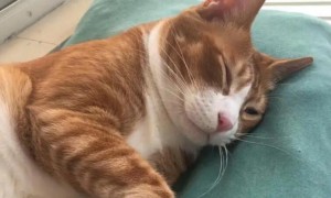 猫咪白天多睡觉好吗为什么呢