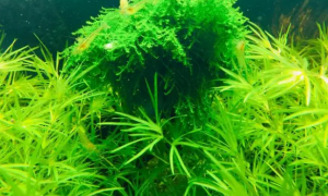 鱼缸内种水草的季节?