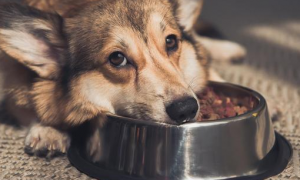 狗狗护食为什么会发抖动呢