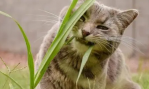 猫咪吃草是为什么