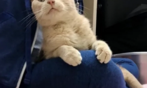 猫为什么喜欢蹲在人的腿间