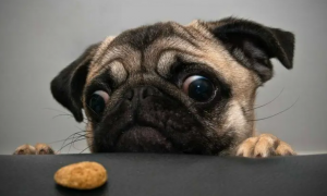 为什么狗狗吃完饭蹭沙发