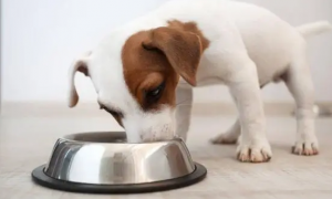 狗狗为什么吃饭不喝水