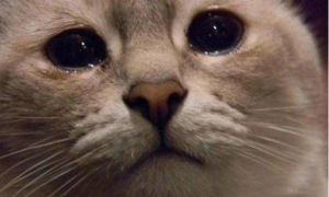 宠物猫流眼泪怎么办什么一怀孕了可以吃药吗