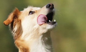 狗狗为什么舔口水呢