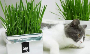猫草和猫草片哪个更好