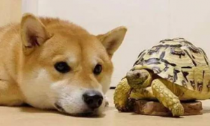 狗为什么咬乌龟