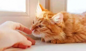 为什么猫咪会攻击鞋垫