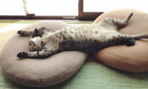 猫咪露出肚皮睡觉正常吗
