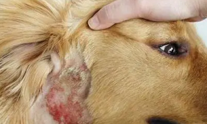 狗狗为什么长湿疹的原因有哪些