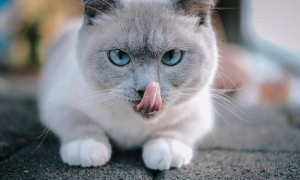 猫咪为什么舔别的猫嘴唇