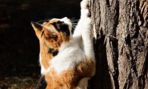 猫为什么喜欢挠树