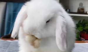 兔子双手搓脸是干嘛