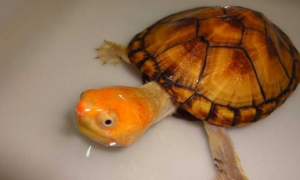 白唇蛋龟和红面蛋龟的区别