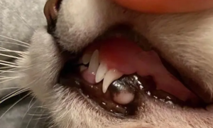 为什么猫咪的牙齿很尖很尖呢